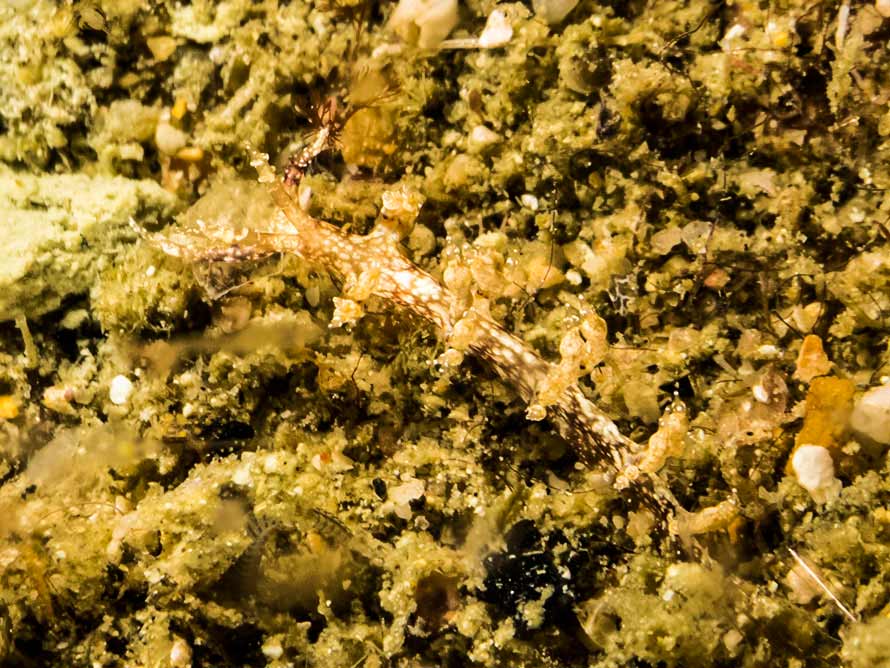Cratena sp. 5